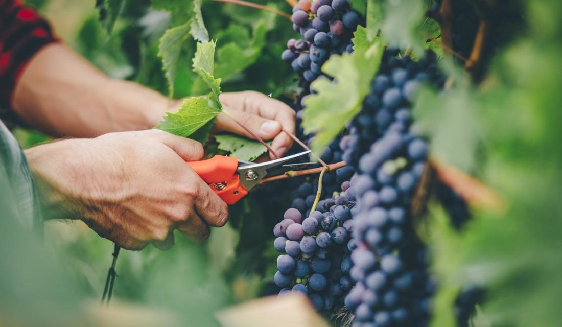 How to Grow Grapes in Your Garden