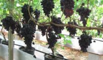 How to Grow Grapes in Pots