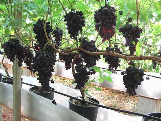 How to Grow Grapes in Pots