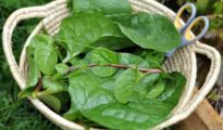 How to Grow Malabar Spinach