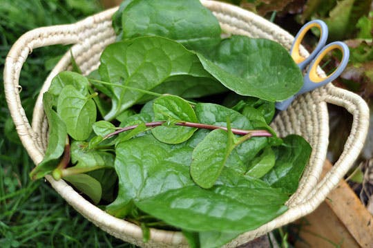 How to Grow Malabar Spinach