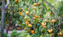 How to Grow Persimmon Fruit