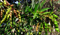 How to Grow Pigeon Peas