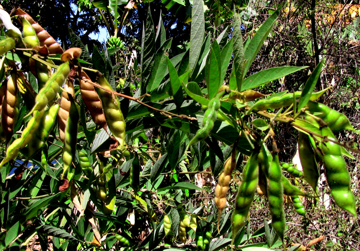 How to Grow Pigeon Peas