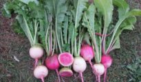 How to Grow Watermelon Radish