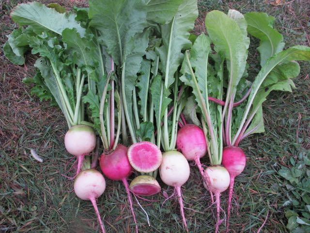 How to Grow Watermelon Radish