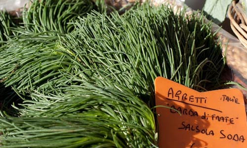 How to Grow Agretti, AKA Salsoa Soda