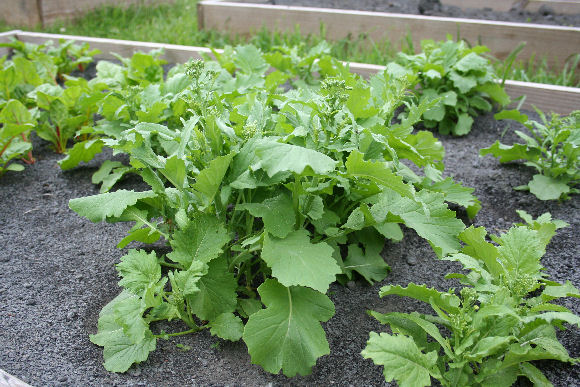 How to Grow Broccoli Rabe