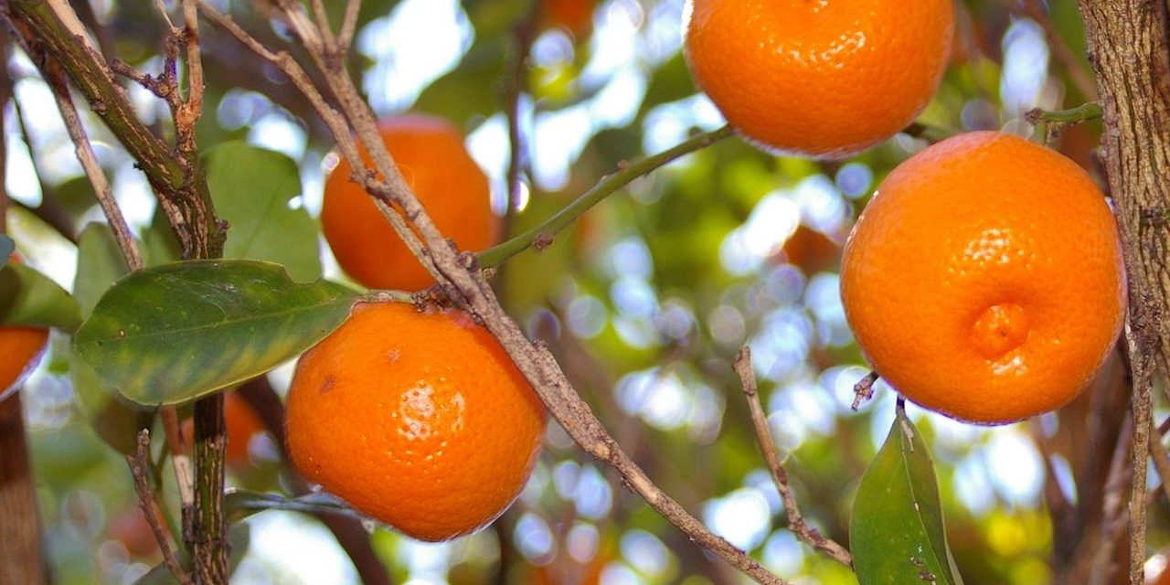 How to Grow Calamondin Trees