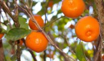 How to Grow Calamondin Trees