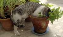 How to Grow Catnip Indoors
