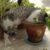 How to Grow Catnip Indoors