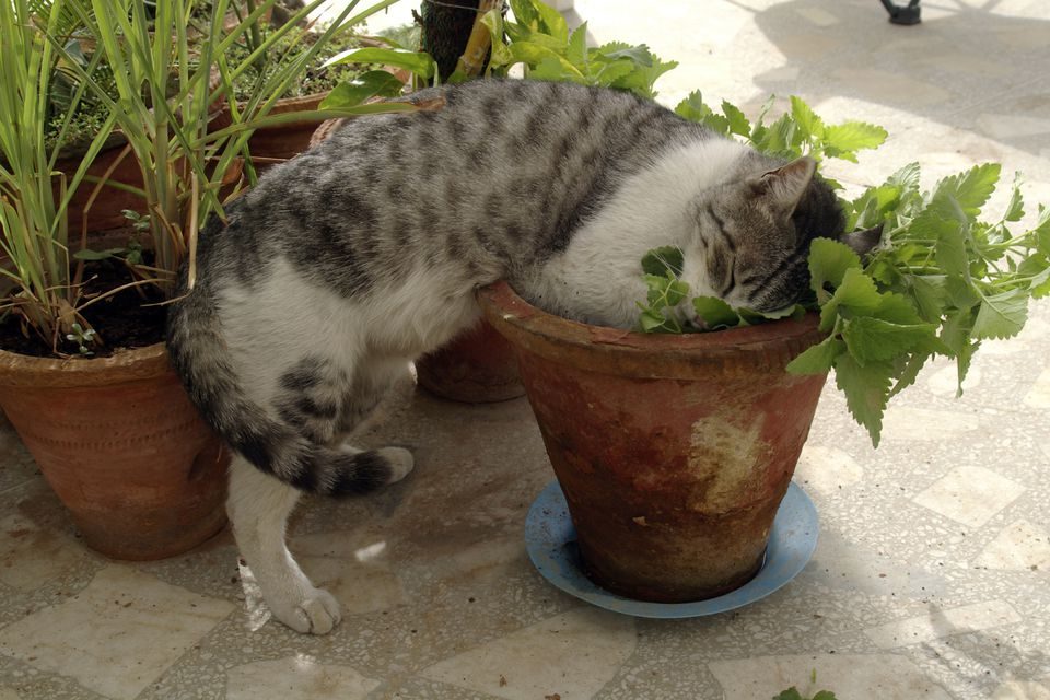 How to Grow Catnip Indoors