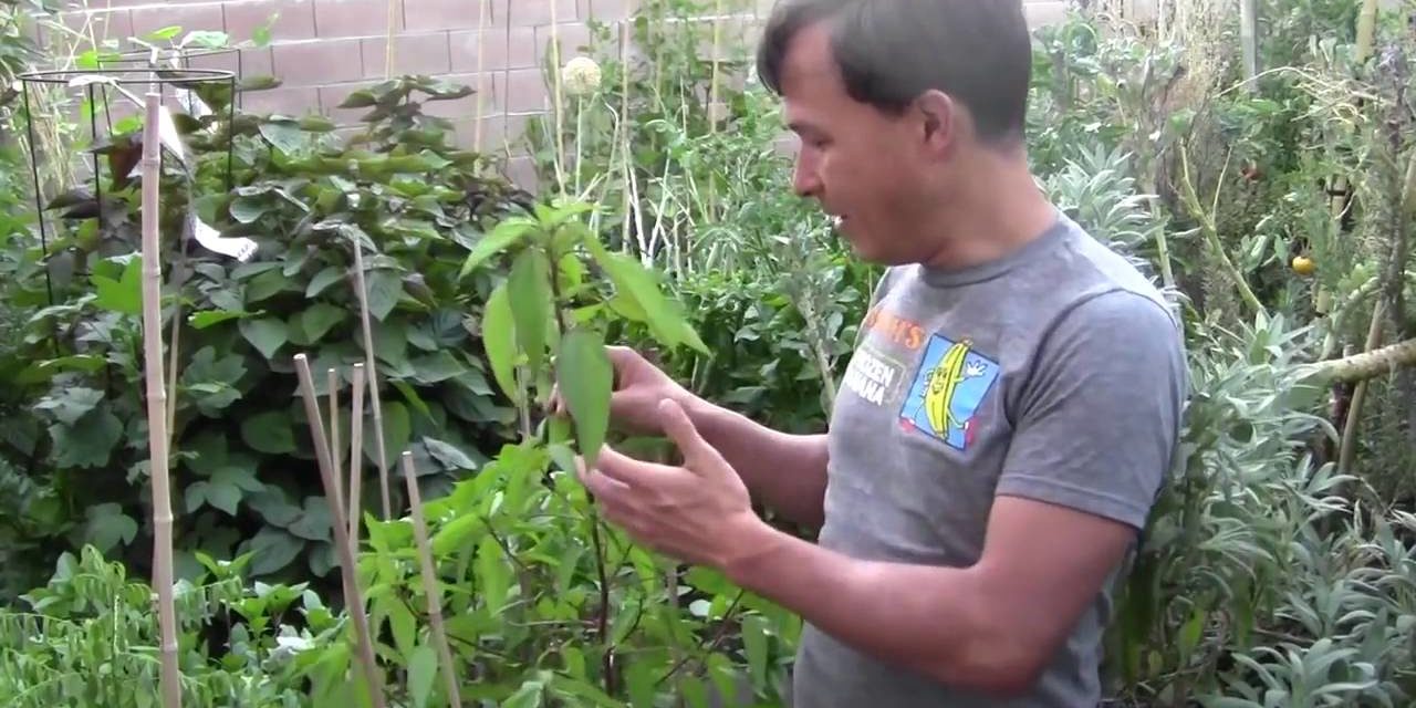 How to Grow Egyptian Spinach AKA Molokhia