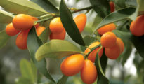 How to Grow Kumquats