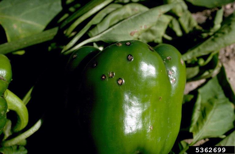 Pepper Black Spot – Why Are There Black Spots on My Peppers?