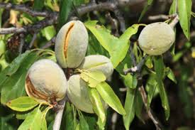 How to Grow Almonds