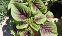 How to Grow Amaranth