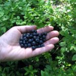 bilberries