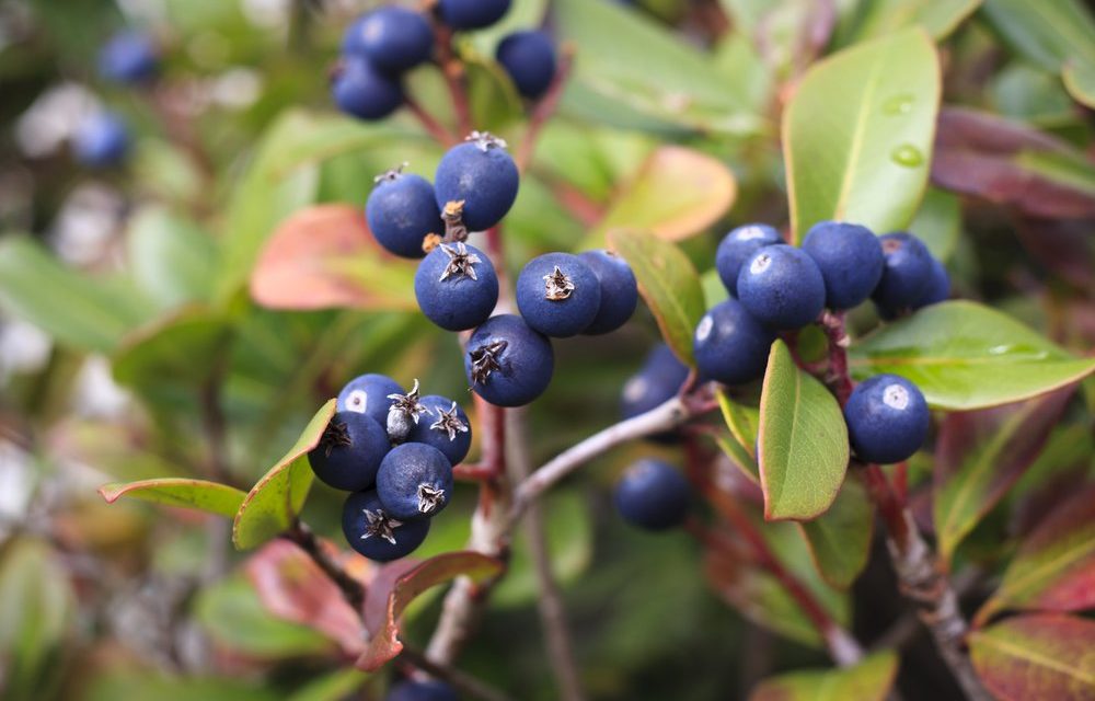 How to Grow Bilberries