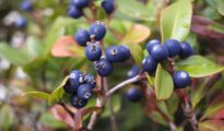 How to Grow Bilberries