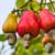 How to Grow Cashew Trees in Your Garden