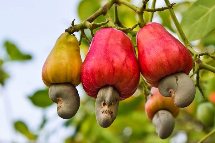 How to Grow Cashew Trees in Your Garden