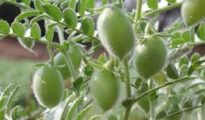 How to Grow Chickpeas AKA Garbanzo Beans