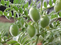 How to Grow Chickpeas AKA Garbanzo Beans