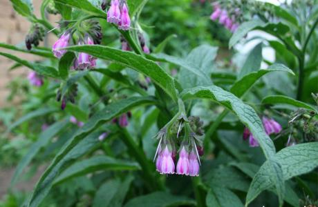 What is Comfrey: How to Grow Comfrey & Use It