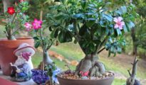 Desert Rose Plants – When & How to Repot Them