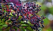 How to Grow Elderberries in Your Garden