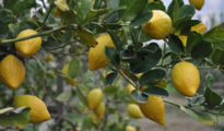 How to Grow Etrog Citron