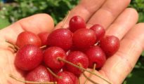 What Are Goumi Berries and How to Grow Them