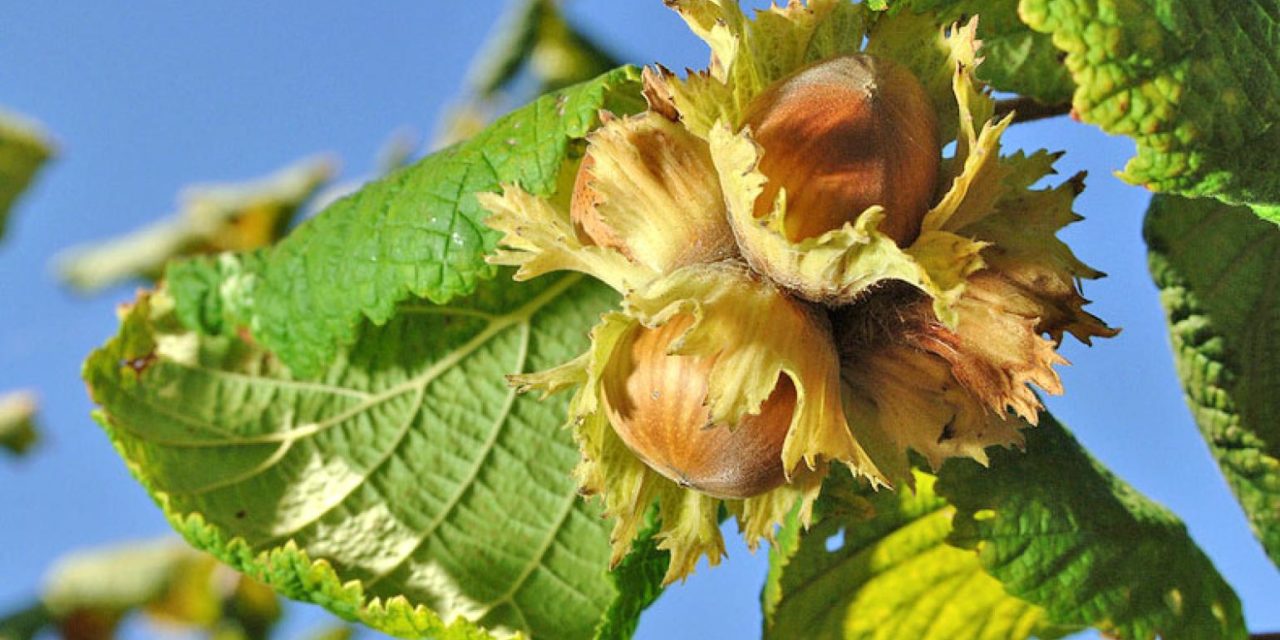 How to Grow Hazelnut Trees