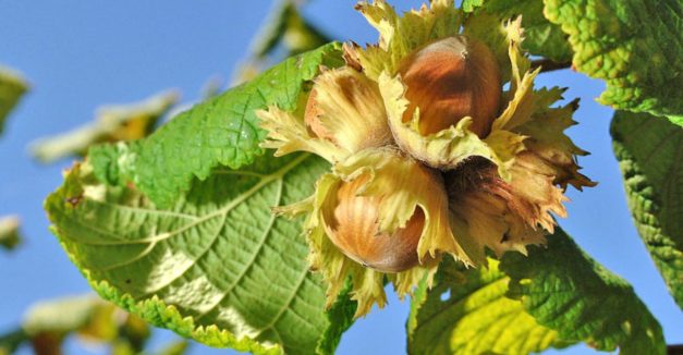 How to Grow Hazelnut Trees