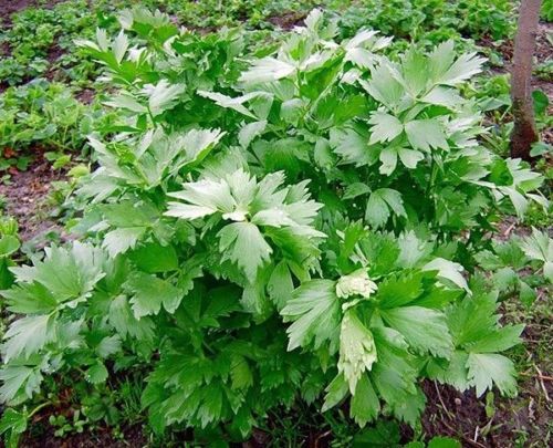 How to Grow Lovage in Pots or in the Garden