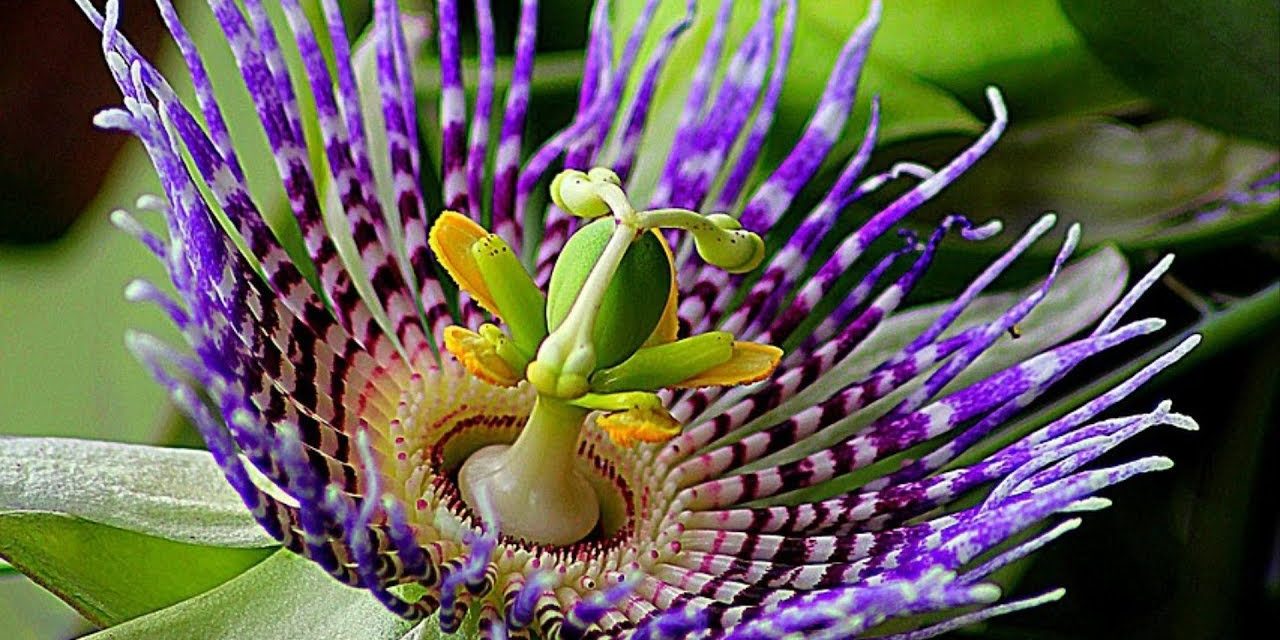 How to Grow Passion Flowers in Your Garden