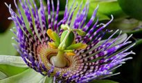 How to Grow Passion Flowers in Your Garden