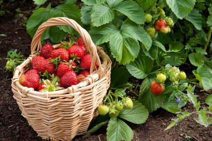 Harvesting Berries: When is the Best Time to Pick Berries?