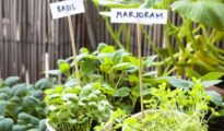 How to Grow Marjoram Indoors