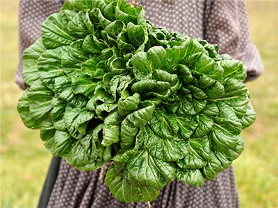 How to Grow Tatsoi Greens