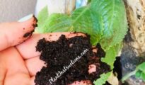 7 Ways to Use Coffee Grounds in The Garden