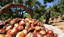 How to Grow Chestnut Trees