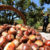 How to Grow Chestnut Trees