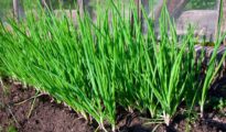 How to Grow Green Onions: 3 Ways to Grow Green Onions