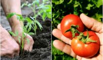 How Far Apart to Plant Tomatoes