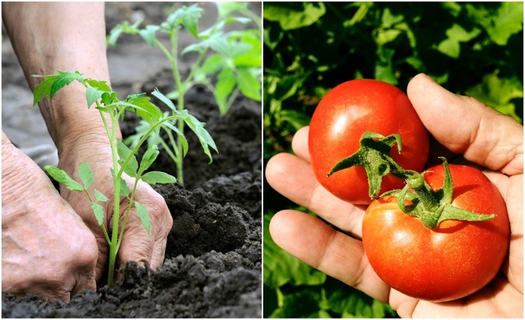 How Far Apart to Plant Tomatoes