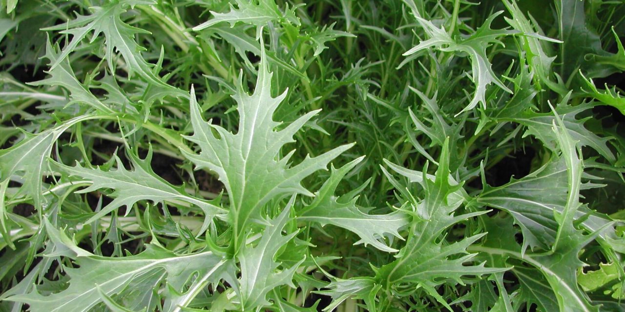 How to Grow Mizuna Greens