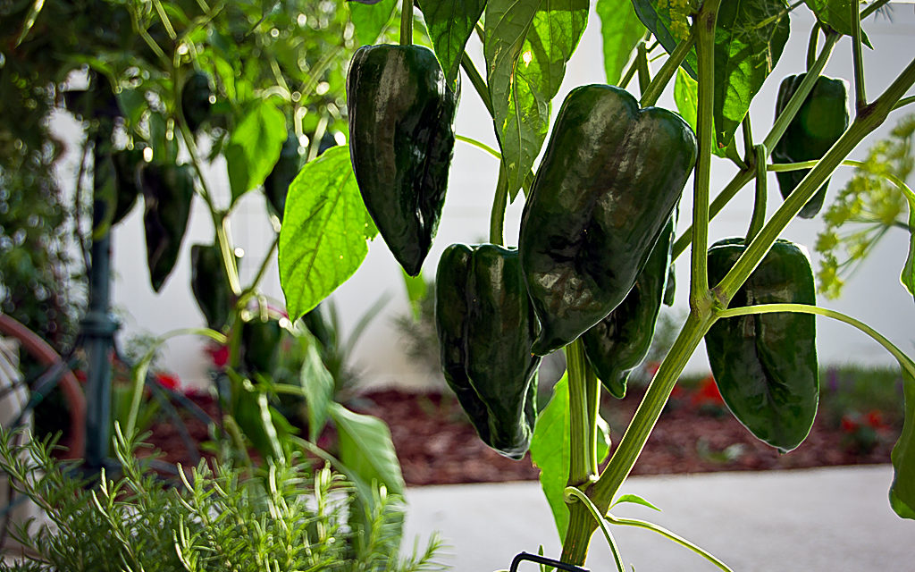 How to Grow Poblano Peppers